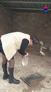 881K views · 7.4K reactions | #Birds #BirdWatching #BirdPhotography #BirdLovers #BirdLife #BirdOfTheDay #BirdObsessed #BirdWorld #BirdWatchers #BirdsOfInstagram | عالم الطيور | Facebook