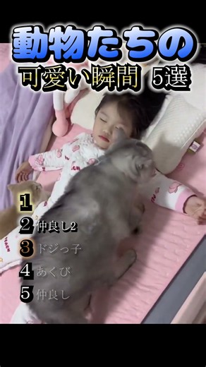 【動物たちの可愛い瞬間5選】#shrots #shrot