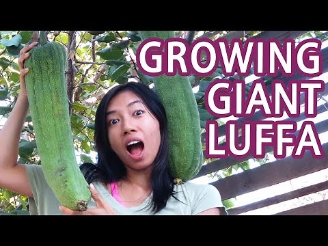 How To Grow Luffa