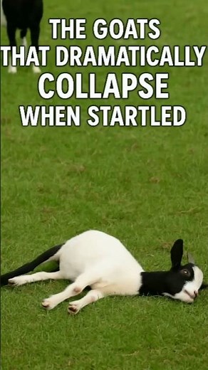 The Goats That Dramatically Collapse When Startled #ytshorts #history #mystery