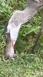 2.9K views · 59 reactions | An onlooker captured video of a great blue heron swallowing a large New York City rat whole. | USA TODAY Video | Facebook