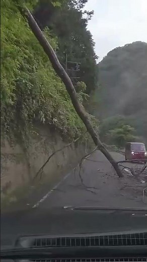 Falling Tree Attack... #shorts #dashcam #baddecisions #dangerousdriving #accident
