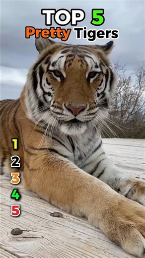 Top 5 Prettiest Tigers You’ve Ever Seen 🐯✨ #tigers #wildlifetok #animalbeauty #viralanimals