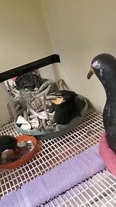 20K views · 375 reactions | Have you ever heard what a hungry baby Double-crested Cormorant sounds like? Turn up your volume for this video to see and hear one of our volunteers feeding an orphaned cormorant with a special "momma cormorant" puppet! | International Bird Rescue | Facebook