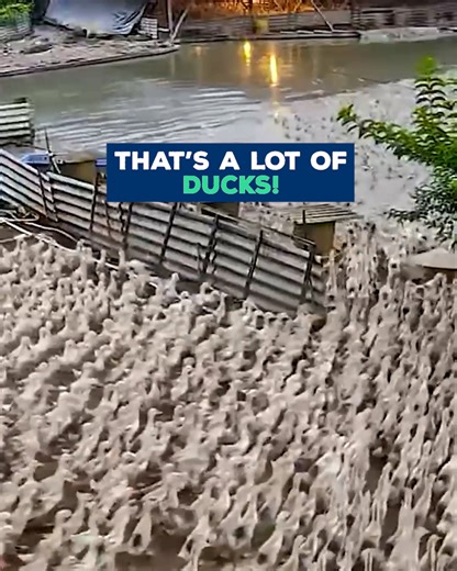 344K views · 3.7K reactions | It’s like a feathery tidal wave—and it happens every day 閭 | Love This | Facebook