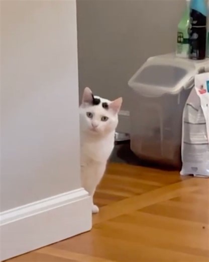 1.4M views · 74K reactions | He was too scared to go upstairs and join the family, but now he's finally accepting love 凉 We interviewed eddieonwheels for this video, produced exclusively by cats.com. | Cats.com | Facebook