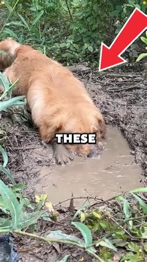These Dogs LOVE Playing in Mud! #dog #shorts #pets