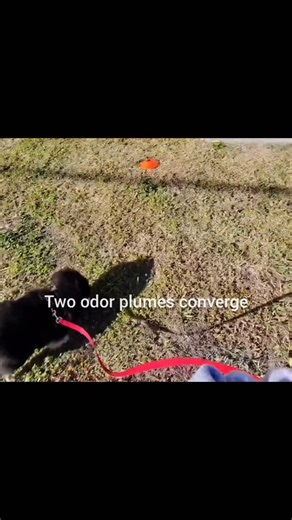 Converging odor tells a story. This dog commits to one trail, resolves it, then returns to sort what remains at the convergence point. With cool temperatures, low humidity, and variable wind around 12 mph, odor doesn’t stay simple. What part of this search caught your eye? Hashtags: #ScentWork #NoseWork #DogTraining #OdorDynamics #workingdogs | Dawn Stott