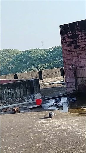 Morning Chill With Rooftop Pigeons 🕊️ | Peaceful Moment”