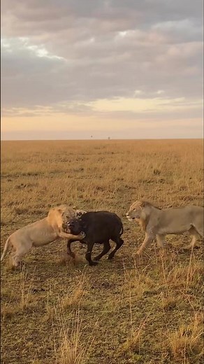 Lions hunting buffalo calf. Leones cazando un ternero de búfalo. #lion #nature #animals #wildlife