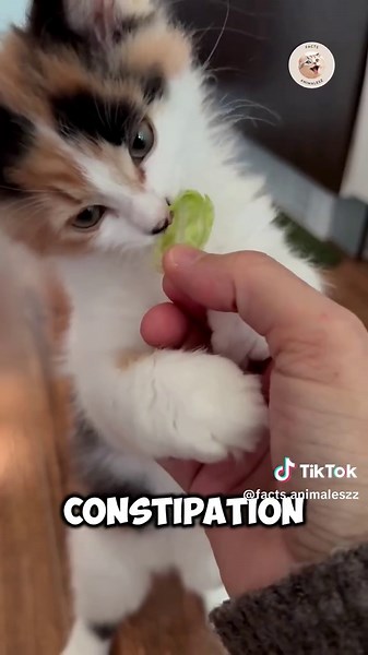 Did you know some cats love lettuce? 🥬 A small piece once a week can boost digestion, support weight control, and strengthen the immune system thanks to its vitamins, minerals, and antioxidants.#catsoftiktok #cats #cattips