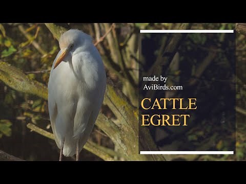 Cattle Egret [Bubulcus Ibis]