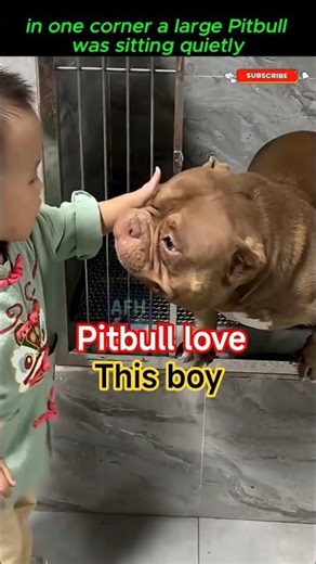 This Pitbull Loved the Boy So Much 🐶❤️ #shorts #pitbull #ViralShorts
