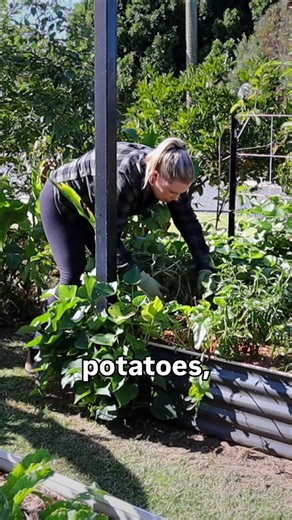 When to Harvest Sweet Potatoes?🍠 (don't miss this sign)