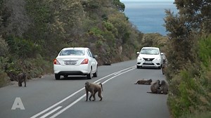 Die Affen sind los: Im Südwesten Südafrikas stellen Pavianbanden in manchen Städten auf der Suche nach Essen alles auf den Kopf. Sie dringen in Häuser ein und können richtig aggressiv werden: | Zeit im Bild
