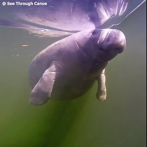 There's so much more to see than the manatees and river at Weeki Wachee. Where the river meets the Gulf of Mexico is where most of the diversity is. Here you will find an abundance of manatees, dolphins, sea turtles, diamond back terrapins, birds, and rays. You will often see Bald Eagles as well. Much of Florida's "big bend" looks just like this, so get out there and explore :-) #manatees #seaturtles #dolphins #nature #awesome #amazing #transparentcanoe #boating #glassbottomkayak #stingrays #bir