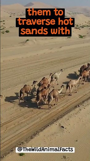 The Adaptation of Camels to The Desert | The Wild Animal Facts