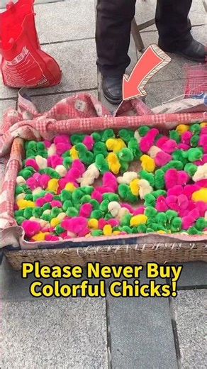Please Never Buy Colorful Chicks!