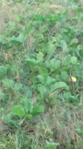 Discover Brazil's Stunning Beaches and Beautiful Women: A Tropical Paradise in Every Frame