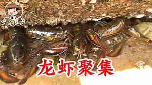 排水口遺漏的大貨被發現，一群大龍蝦啊，小妹還被龍蝦夾手手【漁民趕海】 The blue crabs under the mud are so smart that they can hardly be spotted even if they pass by, but they still cannot escape the experience #漁民趕海 #趕海 #海鮮 #Seafood #漁民 | 漁民趕海