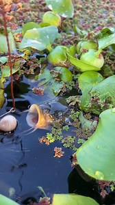 Amazing Carp Fishing Technique | Fm Ayan Fishing