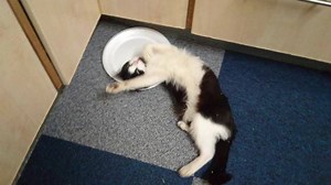 52K views · 128 reactions | He feels like he's in heaven! | Rumble | Facebook