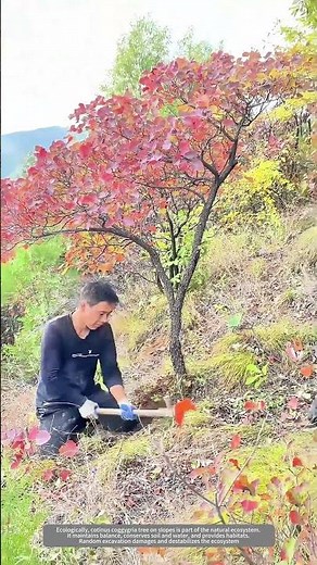 Dig A Wild Beautiful Tree On The Slope For A Potted Plant At Home !