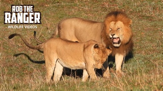 Lioness refuses to mate despite male lion’s advances