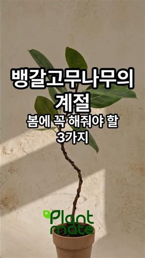 뱅갈고무나무의 계절, 봄에 꼭 해줘야 할 3가지 #plants #식물이좋아요 #플랜트메이트