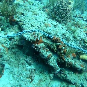 This is a prime example of why it is illegal to drop your anchor on anything--but sand. It causes extreme damage to the underworld environment right away and for years to come. This Barrel sponge that took many many years to grow is now severely damaged. The only time an anchor should be used in the ocean is when your boat loses power and you need to put the anchor in the sand to stop it from crashing into shore until help arrives. If you would like to fish from one location in the ocean you sho