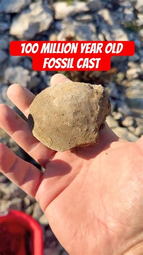 Ancient Bivalve Internal Cast Fossil Discovered in Oklahoma Creek. #fossil #rockhounding #shorts