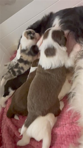 Last supervised feed for the night♥️ They sound like a well oiled machine🤪🤣♥️🐾 | OliveGrove Estate BorderCollies