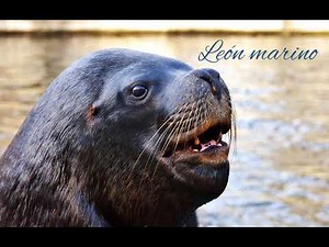 ✨sonido de León marino adulto, rugiendo marcando territorio 👉🦁 y gaviotas volando.