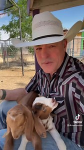 48K views · 1.4K reactions | How I price my grazing jobs. #goats #goatscaping #goatgrazing #grazinggoats #contractgrazing #targetedgrazing #grazingsystems #systemsgrazing #rentagoat #yardmaintenance #weedremoval #firefuelreduction #brushremoval #thegoatguy #goatguy #cowboymax | Galloping Goat Pumpkin Patch | Facebook