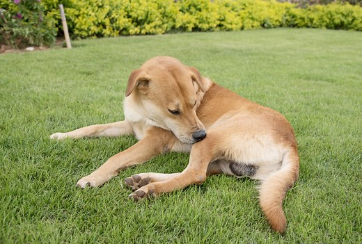 Itchy Dog? Itch Relief for Dogs and When To Call Your Vet