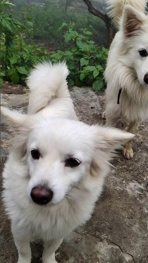 Cutest Pomeranian/Spitz Dogs ❤️❤️ Pomeranian playing video 💕 Pomeranian puppy 🐾 #pomeranian #cutepup