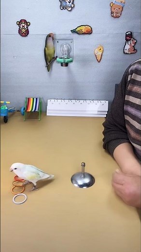 Watch this intelligent parrot perform amazing tricks and challenges with its owner on the table!