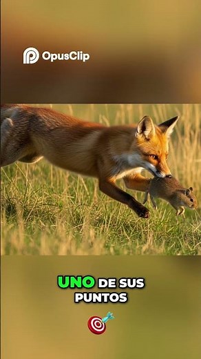The Fox 🦊 | Silent Key to the Ecosystem