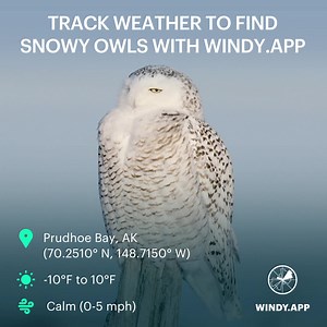 Smart anglers use smart tools. Track weather, perfect your timing, and make every trip unforgettable with our app! | Windy.app | Facebook