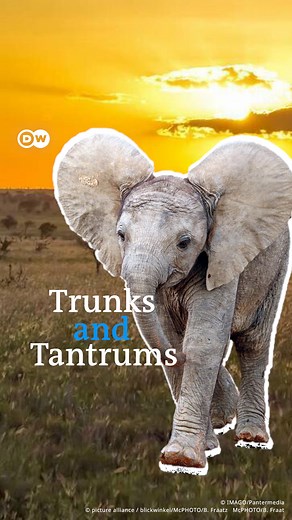 5.3K views · 193 reactions | When an elephant is born, it needs some time to get used to it’s body and emotions – and will need another decade of growing to reach sexual maturity.  | DW Environment | Facebook