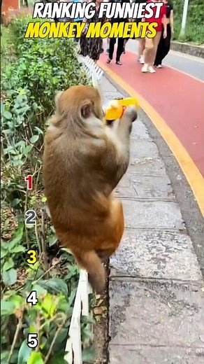 Ranking Funniest Monkey Moments 😅🐒| Funny Video