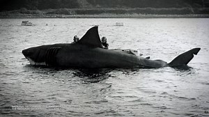 Nat Geo documentary explores cultural phenomenon of "Jaws" 50 years after its debut