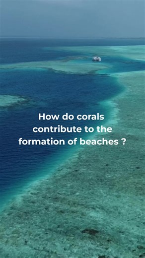 🏝️ On tropical beaches, a large part of the sand comes from the parrotfish, a marine animal named for its bright colors and its beak-like fused teeth. This beak allows it to scrape algae off coral. While feeding, it also ingests coral fragments, helping reefs grow by keeping algae in check. By crushing these calcareous debris, the parrotfish contributes to sand formation. Once passed through its digestive system, undigested coral fragments become fine sand grains that settle on the seafloor and