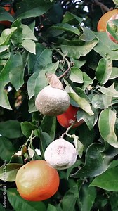 Unhealthy food, orange with mold on the tree. Explore risks associated with consuming moldy fruit. Learn about potential health hazards of consuming mold-contaminated produce