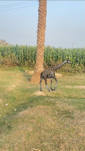 jiraf wild animals vfx magic video #viral #animals #jungle #vfx #wildlife #catching #jiraf #shorts
