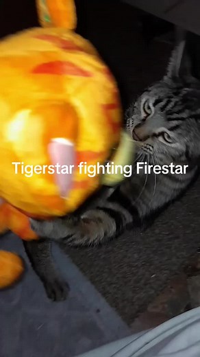 Tigerstar vs Firestar: A Warrior Cats Showdown