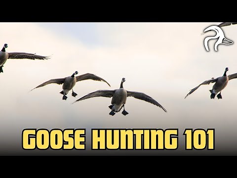 Goose Hunting 101