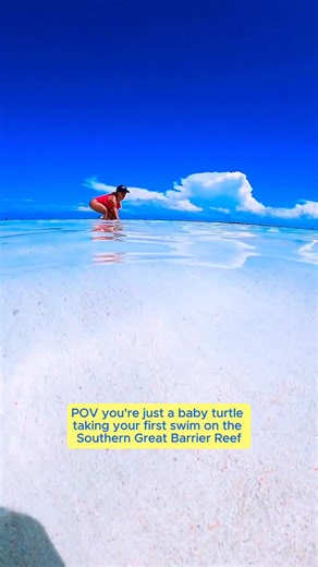 It’s officially turtle hatching season in Queensland 🐢🥚 From now until March, tiny turtles across the Southern Great Barrier Reef are on their big journey to sea, and adorable moments like this are unfolding at special nesting spots along our coastline. You can see turtles year-round across the Great Barrier Reef, but the Southern Great Barrier Reef, like Heron Island, is one of the best places for all the nesting and hatching action. 📍 Heron Island – @southerngreatbarrierreef 🎥 @mitchellpet