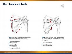 MBLEX PREP: Anatomy & Physiology UPPER BODY VIDEO