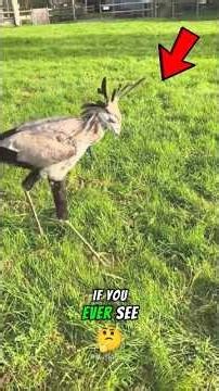 This Bird Hunts Snakes With Karate Kicks 😳